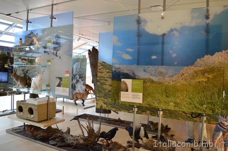 Muse di Trento sezione dedicata alla montagna