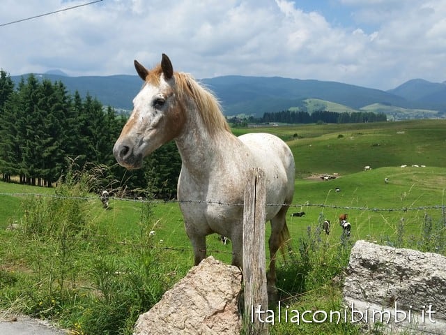 Cavallo ad Asiago 