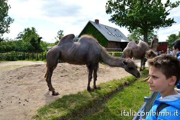 cammelli allo Zoo di Copenaghen