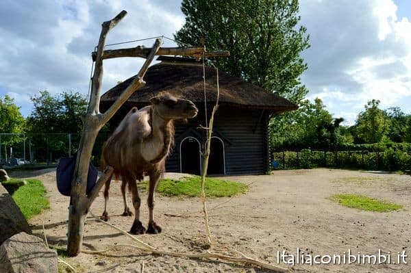 cammello zoo di Copenaghen