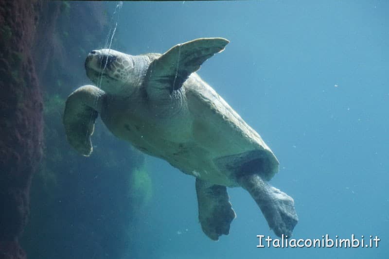 Oceanografico di Valencia - tartaruga