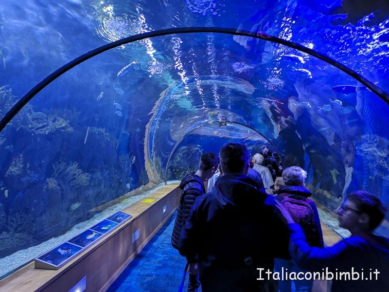 Oceanografico di Valencia - tunnel di vetro