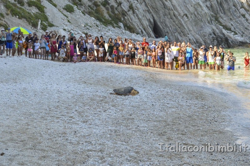 Rilascio della tartaruga spiaggia delle due sorelle - tartaruga che scende sulla spiaggia