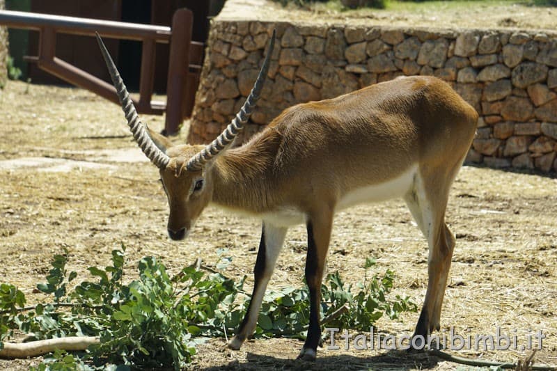  Zoo safari di Fasano - antilope