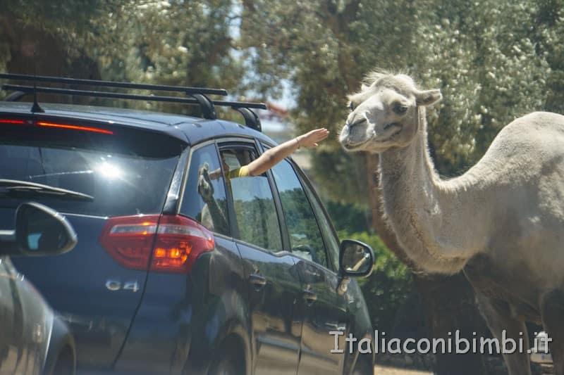 Zoo safari di Fasano - bambino che tocca il cammello