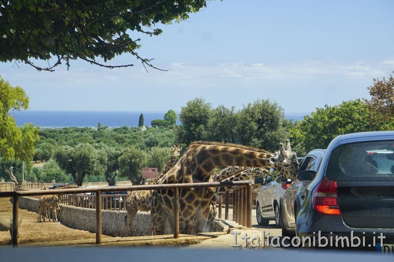 Zoo safari di Fasano - giraffe sulle macchine