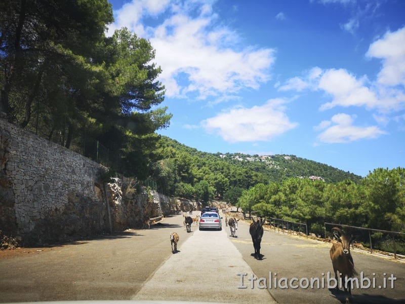 Zoo safari di Fasano - strada con i cervi liberi