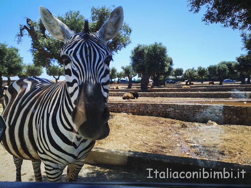 Zoo safari di Fasano - zebra verso la nostra auto