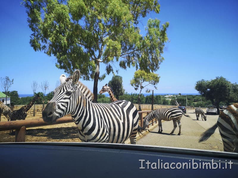 Zoo safari di Fasano - zebre verso la nostra auto